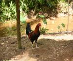 There are also chickens, dogs and cats around the Mahiga Creek