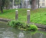 Green Historical Canals Utrecht #1