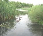 Stenton Pond